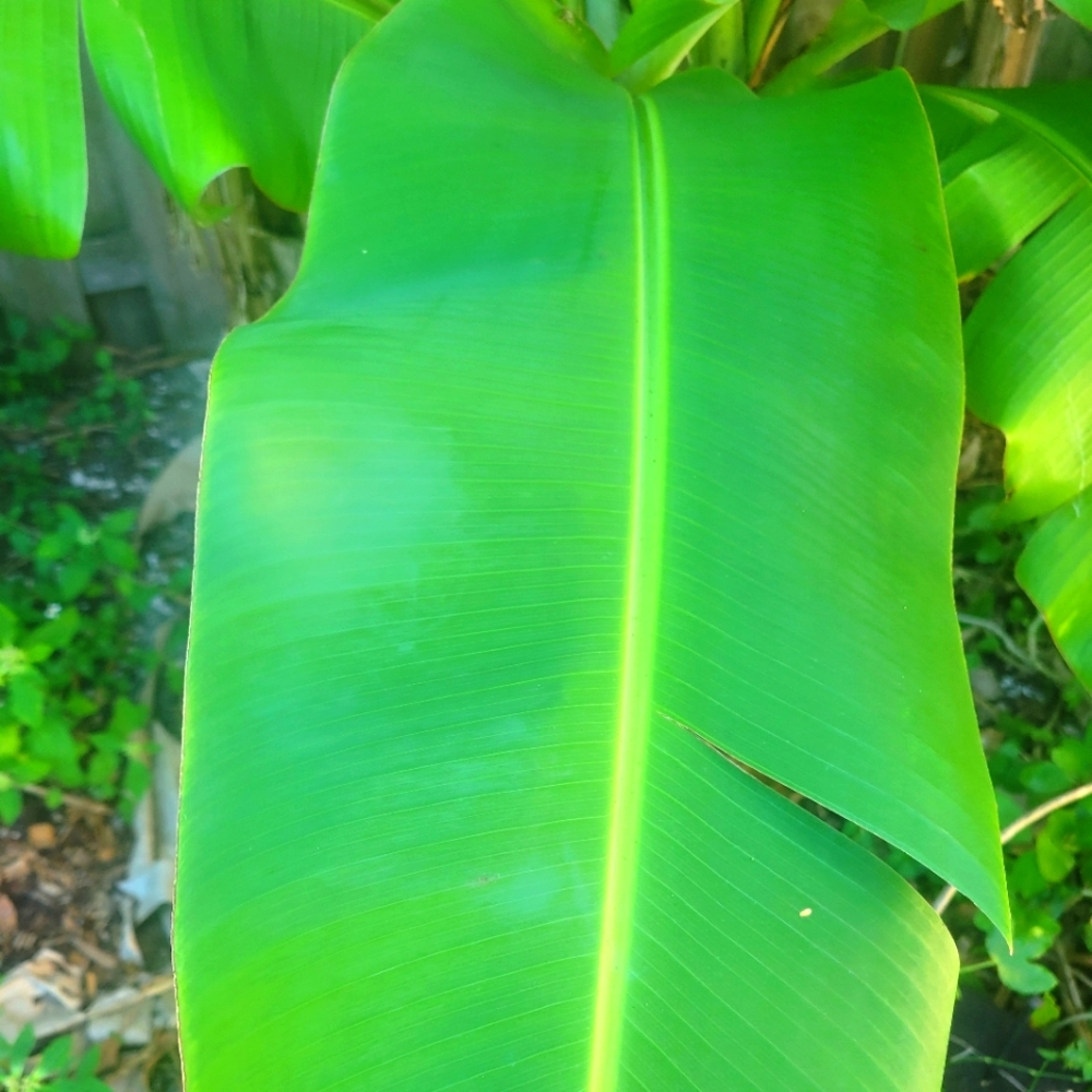 Plantain leaves dried